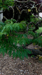 Magnoliopsida