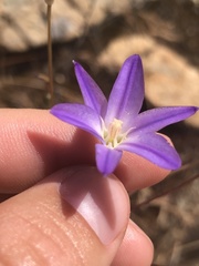 Brodiaea filifolia