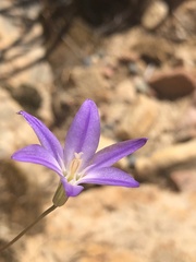 Brodiaea filifolia