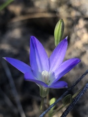Brodiaea filifolia