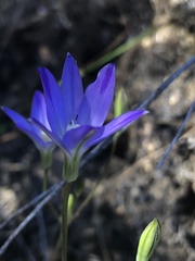 Brodiaea filifolia