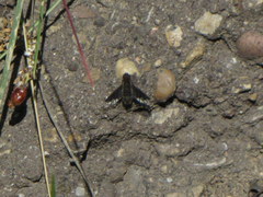 Hemipenthes morioides