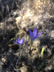 Brodiaea filifolia