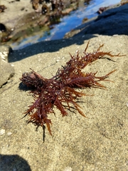 Chondracanthus chamissoi