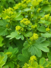 Alchemilla caucasica