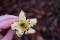 Schultesianthus leucanthus