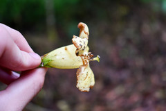 Schultesianthus leucanthus