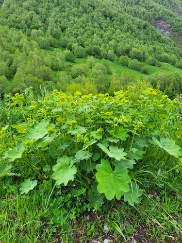 Alchemilla caucasica, photograph 3