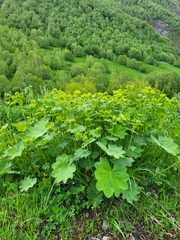 Alchemilla caucasica