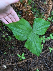 Trillium ovatum