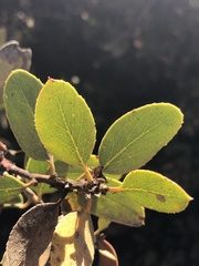 Arctostaphylos rainbowensis
