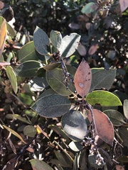 Arctostaphylos rainbowensis