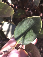 Arctostaphylos rainbowensis