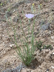 Lygodesmia grandiflora