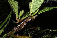 Adippe histrio
