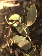 Arctostaphylos rainbowensis