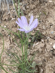 Lygodesmia grandiflora