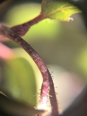 Arctostaphylos rainbowensis
