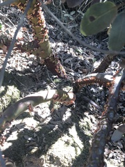 Arctostaphylos rainbowensis