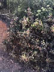 Arctostaphylos rainbowensis