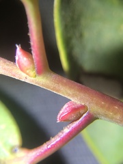 Arctostaphylos rainbowensis