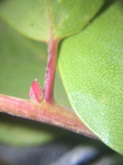 Arctostaphylos rainbowensis