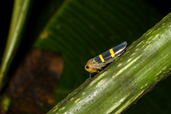 Amblyscarta inca