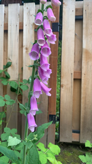 Digitalis purpurea