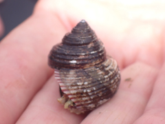 Calliostoma ligatum