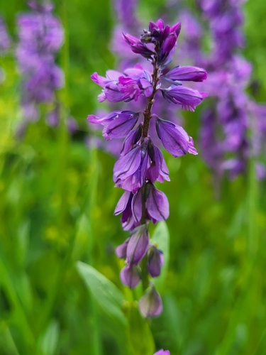 Krestušac (Polygala)