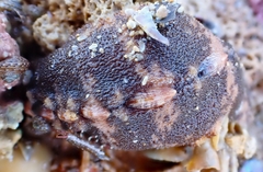Cryptoplax striata