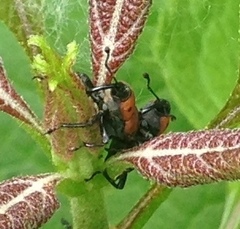 Rhodobaenus
