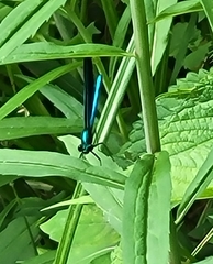 Calopteryx maculata