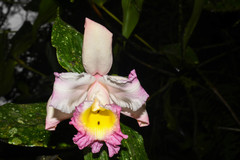 Sobralia ecuadorana