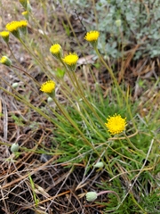 Erigeron bloomeri