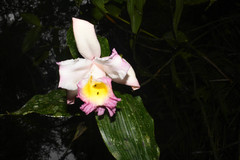 Sobralia ecuadorana