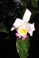 Sobralia ecuadorana