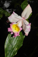 Sobralia ecuadorana