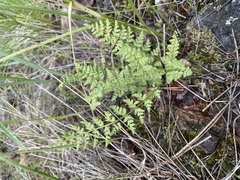 Woodsia oregana