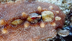 Cryptoplax striata