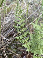 Woodsia oregana