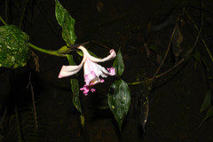 Sobralia ecuadorana
