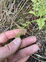 Woodsia oregana