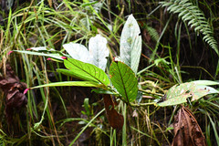Columnea picta