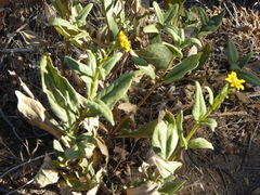 Helianthus gracilentus