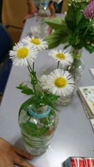 Erigeron philadelphicus