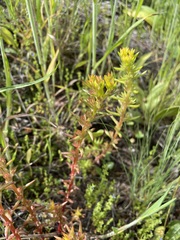 Sedum stenopetalum