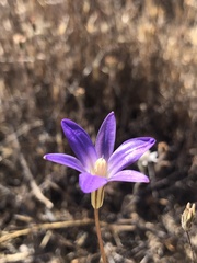 Brodiaea filifolia