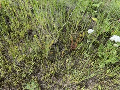 Sedum stenopetalum