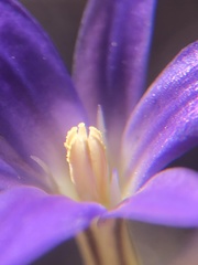 Brodiaea filifolia